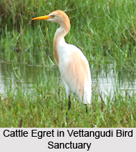Vettangudi Bird Sanctuary, Tamil Nadu