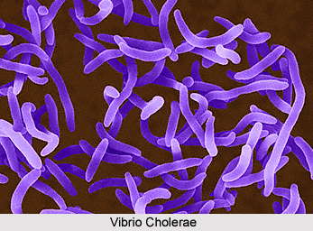 Vibrio Cholerae