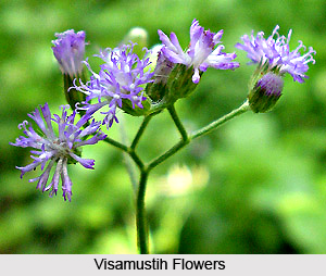 Visamustih, Indian Medicinal Plant