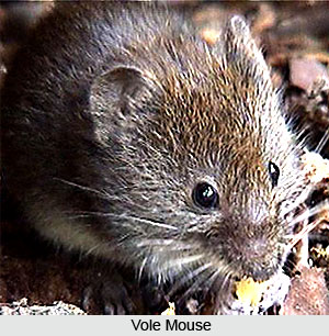 Voles, Indian Animals