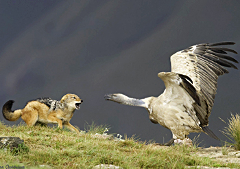 Vulture and Jackal