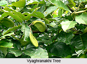 Vyaghranakhi, Indian Medicinal Plant