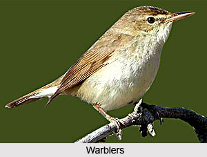 Warblers, Indian Birds