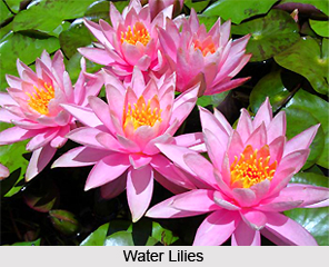 Water Lily, Indian Aquatic Plant