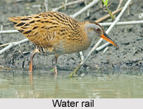 Water Rail, Indian Bird