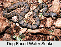Water Snakes