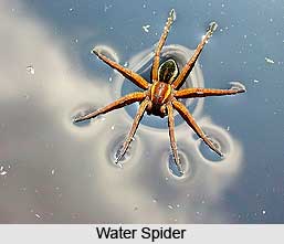 Water Spider, Indian Aquatic Species