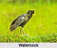Water Cock, Indian Bird
