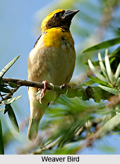 Weaver Birds, Indian Bird
