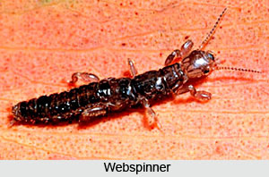 Webspinners,Indian Species