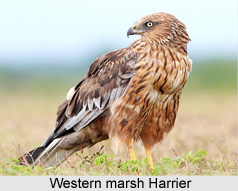 Western Marsh Harrier, Indian Bird