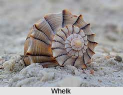 Whelk, Indian Marine Species