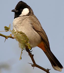 White-eared Bulbul