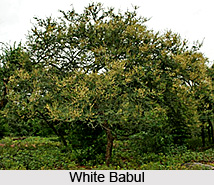 White Babul, Indian Medicinal Plant