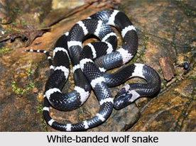 White-Banded Wolf Snake, Indian Reptile