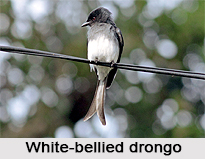 White-Bellied Drongo, Indian Bird
