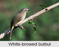 White-Browed Bulbul, Indian Bird