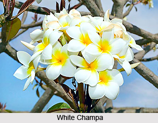 White Champa, Indian Medicinal Plant