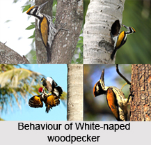 White-Naped Woodpecker, Indian Bird