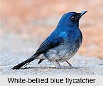 White-Bellied Blue Flycatcher, Indian Bird