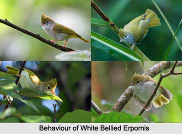 White-Bellied Erpornis, Indian Bird