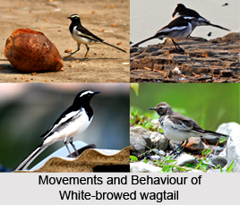 White-browed wagtail, Indian Bird