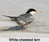 White-Cheeked Tern, Indian Bird