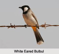 White-Eared Bulbul, Indian Bird