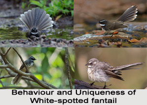 White-Spotted Fantail, Indian Bird
