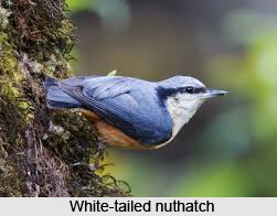 White-Tailed Nuthatch, Indian Bird