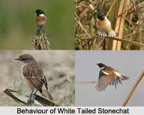 White-Tailed Stonechat, Indian Bird