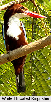 White throated Kingfisher , Indian Bird