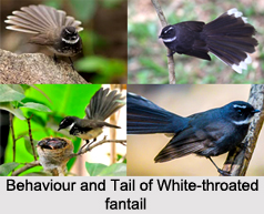 White-Throated Fantail, Indian Bird