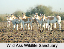Wild Ass Wildlife Sanctuary