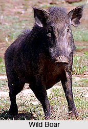 Wild Boar, Indian Animal