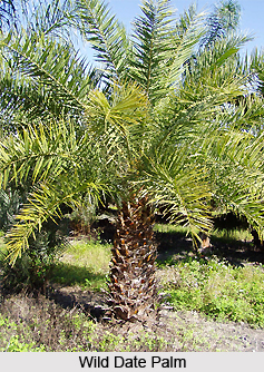 Wild Date Palm , Indian Plant