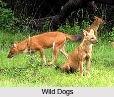 Mudumalai Wildlife Sanctuary