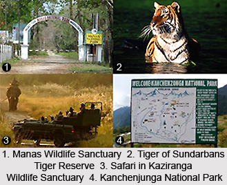 Wildlife in East India