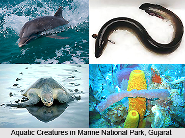 Wildlife in West India