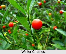 Winter Cherry, Indian Herb