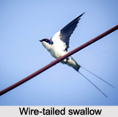 Wire-Tailed Swallow, Indian Bird