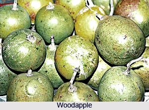 Woodapple, Indian Fruit