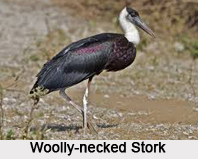 Woolly-Necked Stork, Indian Bird