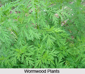 Wormwood, Indian Herb