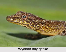 Wyanad Day Gecko, Indian Reptile