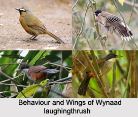 Wynaad Laughingthrush, Indian Bird