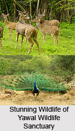 Yawal Wildlife Sanctuary, Jalgaon District, Maharashtra