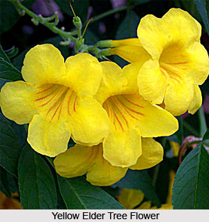Yellow Elder Tree