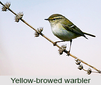 Yellow-Browed Warbler, Indian Bird