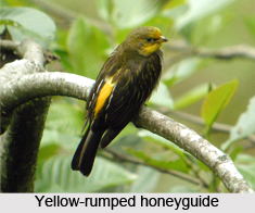 Yellow-Rumped Honeyguide, Indian Bird
